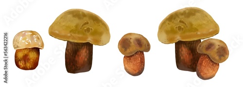 set Watercolor realistic mushroom lurid bolete. illustration Suillellus luridus. Boletus luridus