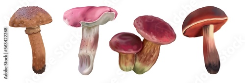 Watercolor realistic white mushroom. Boletus edulis. cep, penny bun, porcino or porcini,