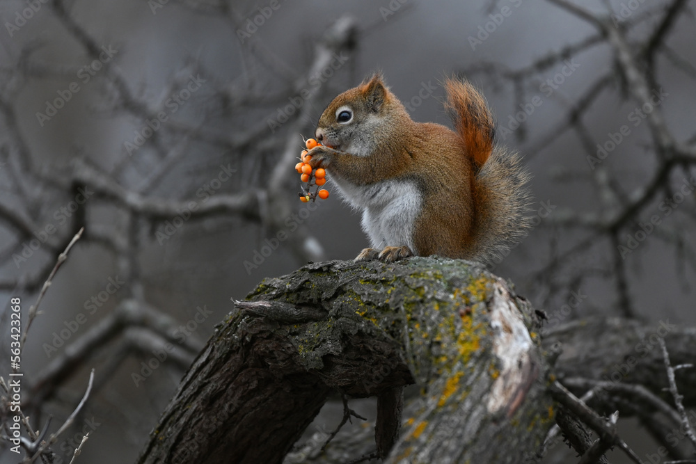 Fototapeta premium Squirrel Eating Berries on Branch