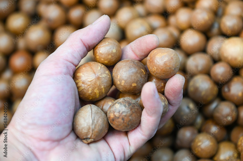 macadamia nuts on hand, fresh natural shelled raw macadamia nuts in a full frame, close up pile of roasted macadamia nut macadamia nuts on hand, fresh natural shelled raw macadamia nuts in a full frame, close up pile of roasted macadamia nut