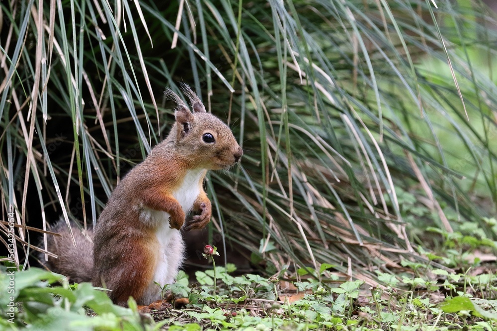 Naklejka premium 立つニホンリスのポートレート
