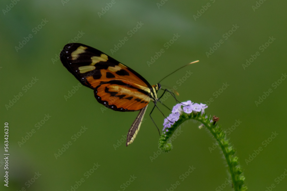 butterfly on a flower butterfly on a flower