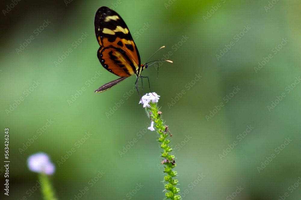 butterfly on a flower butterfly on a flower