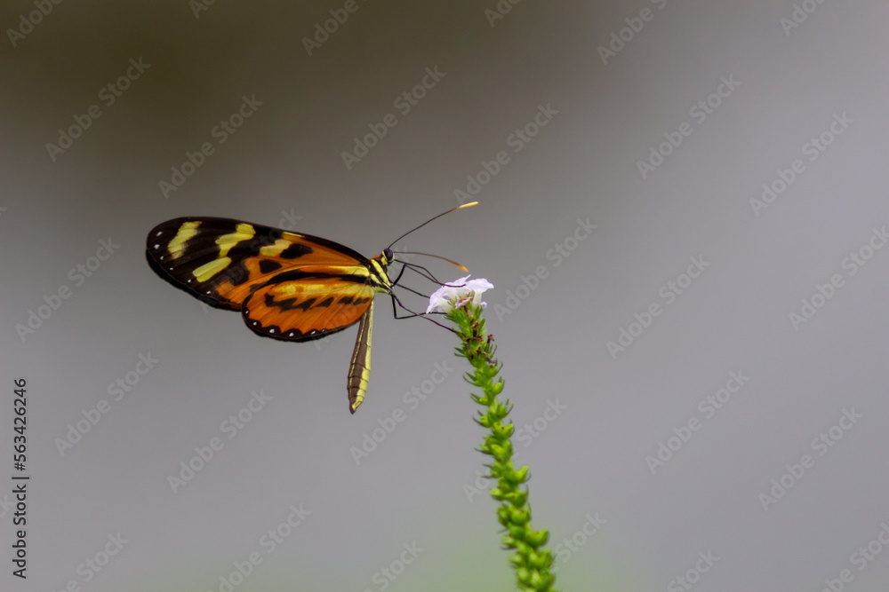 Obraz premium butterfly on a flower