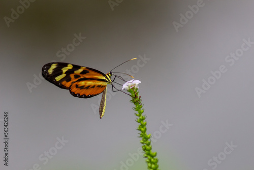 butterfly on a flower