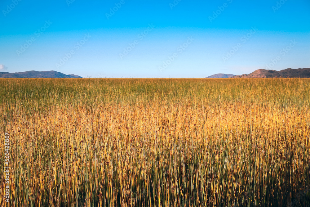 reed horizon on the altiplano of lake titicaca