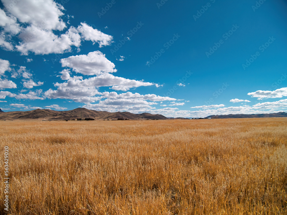 altiplano landscape in dry season, puno, peru