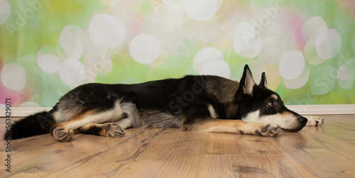 black and beige husky mix puppy dog lying down looking to the right side with head down