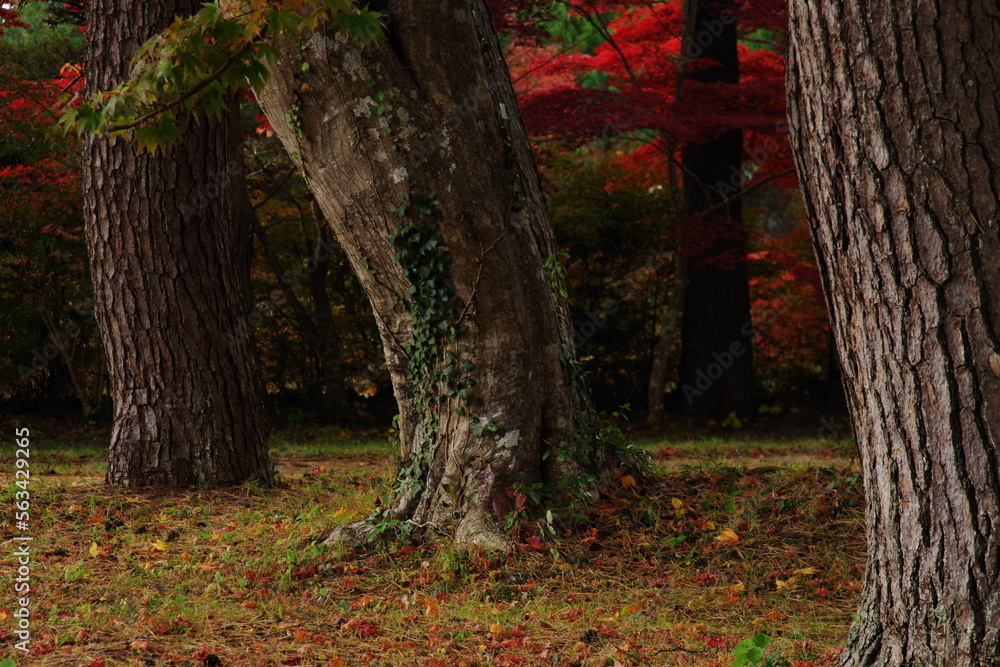 Autumn leaves scenery in Japan.
impression of hope. Autumn leaves scenery in Japan.
impression of hope.