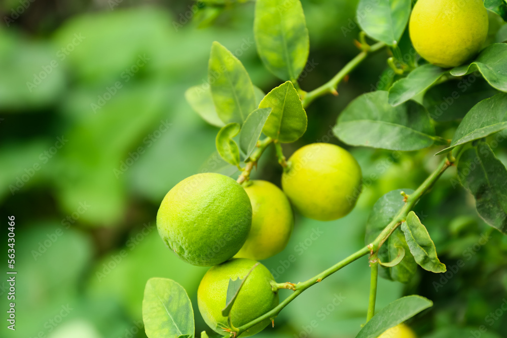Ripe limes growing on tree branch in garden, closeup Ripe limes growing on tree branch in garden, closeup