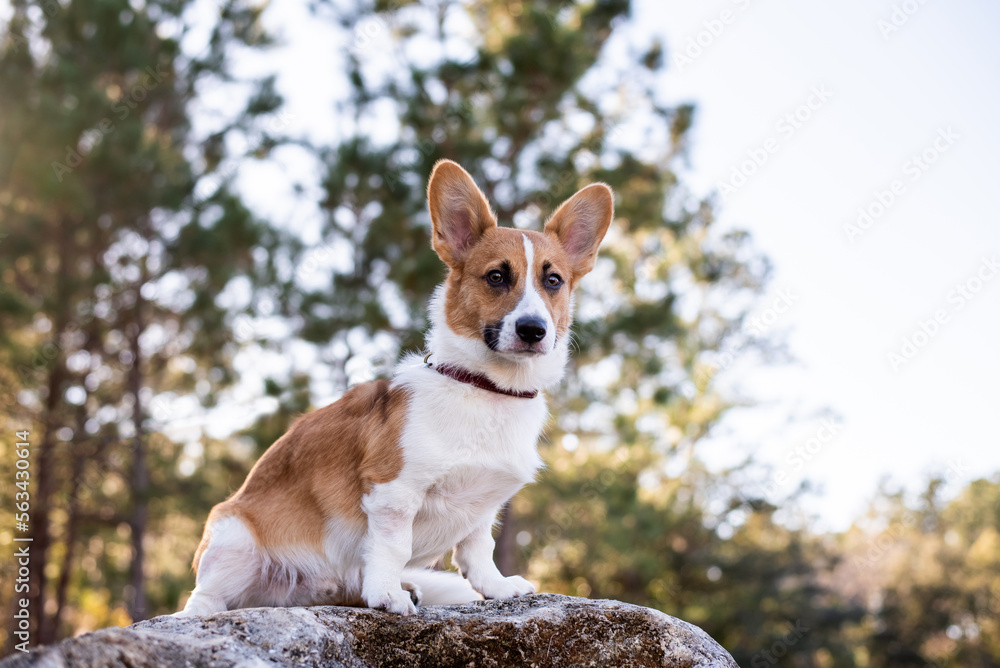 Portrait of young welsh corgi dog outdoors. Portrait of young welsh corgi dog outdoors.