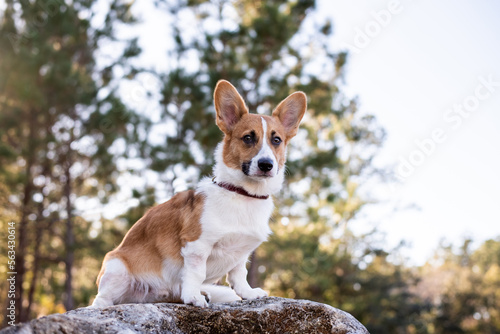 Portrait of young welsh corgi dog outdoors. 