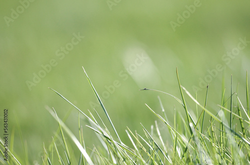 green grass background