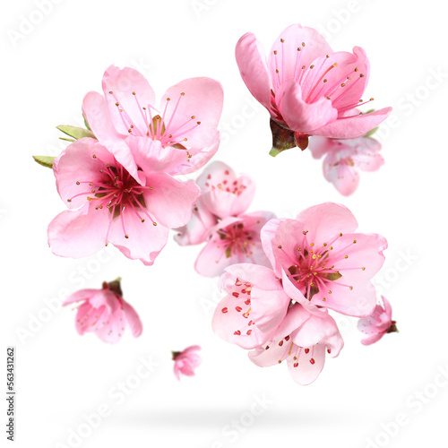 Beautiful sakura blossoms falling on white background. Spring season
