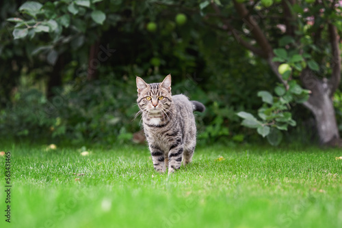 Tabby cat walking in summer garden