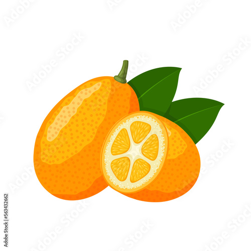 Vector illustration, kumquat or Citrus japonica, isolated on white background.
