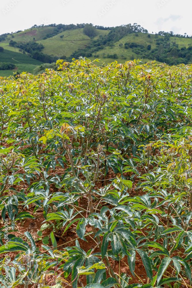 Obraz premium Cassava plantation in the countryside of the state of Sao Paulo, Brazil