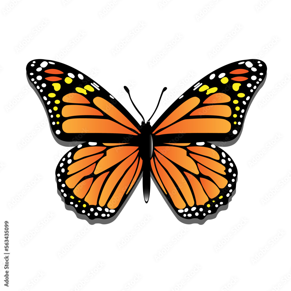Fototapeta premium Open Wings Butterfly in Vector