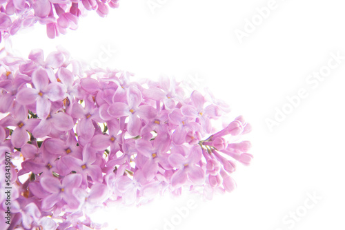Lilac flowers blooming in the middle of the lights