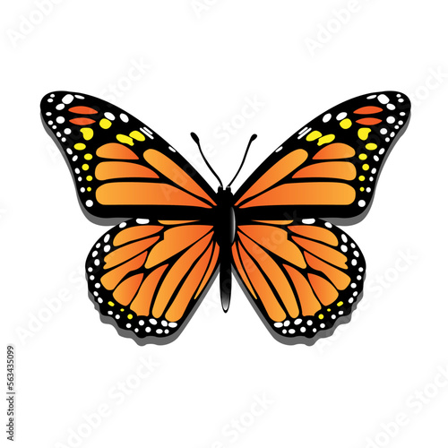 Open Wings Butterfly in Vector