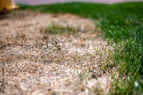 Visible distinction between healthy lawn and chemical burned grass.  photo