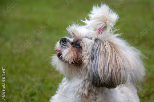 portrait of a dog