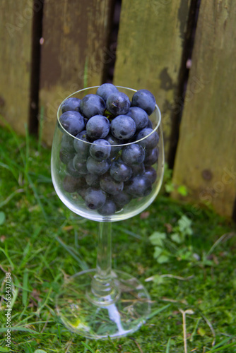 Close view of a wine glass filled with blue grapes with grass and wood in background