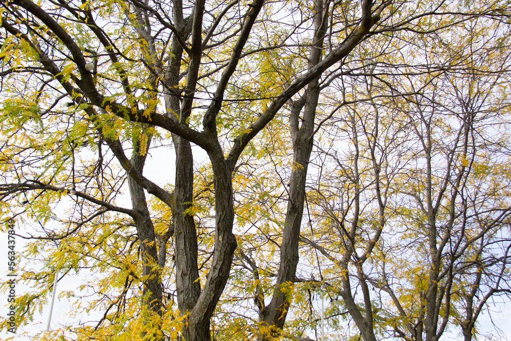 Fototapeta premium yellow leaves against sky