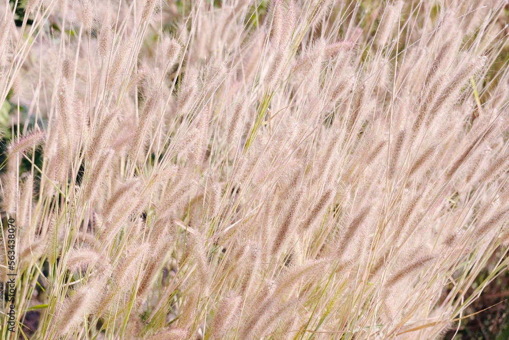 grass pattern background nature background. grass pattern background nature background.