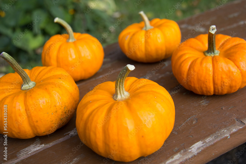 Three pumpkins on a table Three pumpkins on a table