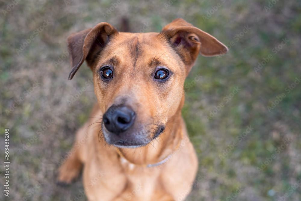 Portrait of a cute mixed brown dog Portrait of a cute mixed brown dog