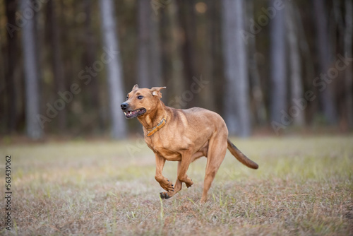 Brown dog running in a forest 