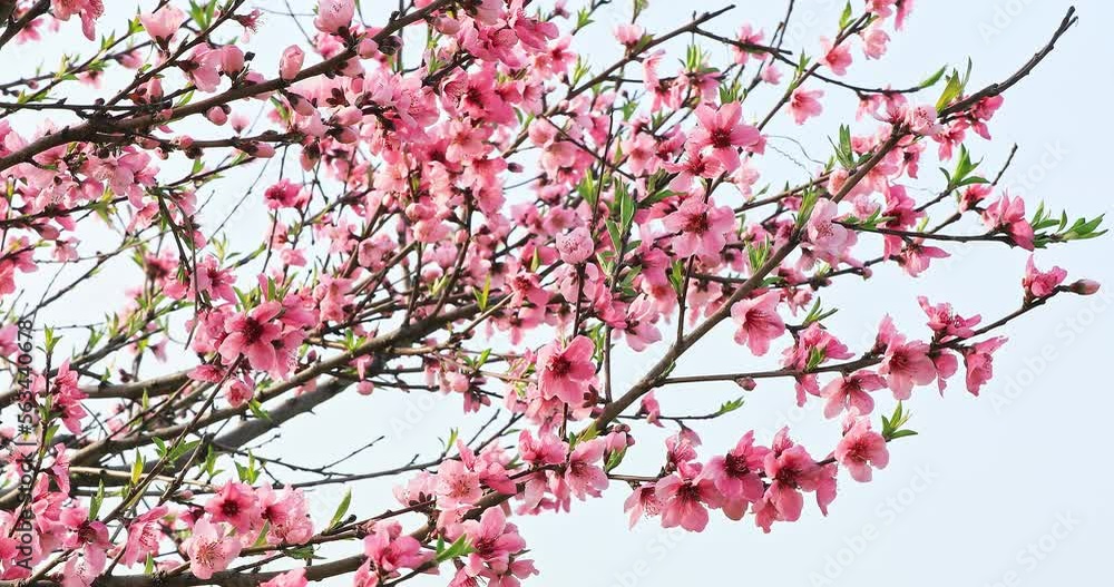 Pink peach flower blossoms in spring season. Beautiful peach blossoms sway in the wind. Pink peach flower blossoms in spring season. Beautiful peach blossoms sway in the wind.