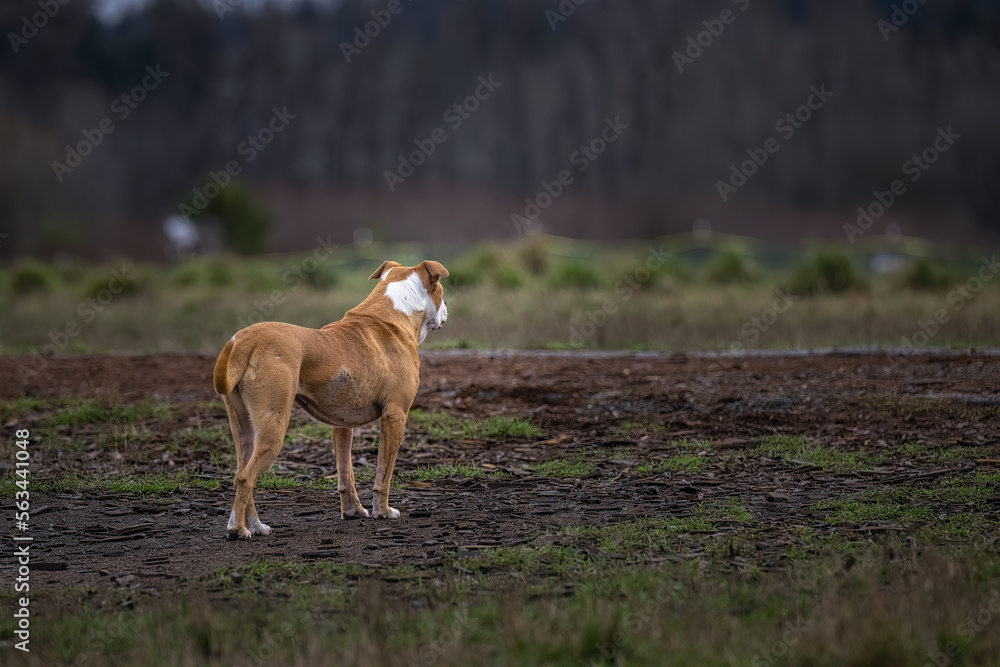2023-01-21 A TAN AND WHITE PITBULL STANDING AND STARING AWAY FROM THE CAMERA AT THE MARYMOOR OFF LEASH DOG PARK IN REDMOND WASHINGTON 2023-01-21 A TAN AND WHITE PITBULL STANDING AND STARING AWAY FROM THE CAMERA AT THE MARYMOOR OFF LEASH DOG PARK IN REDMOND WASHINGTON
