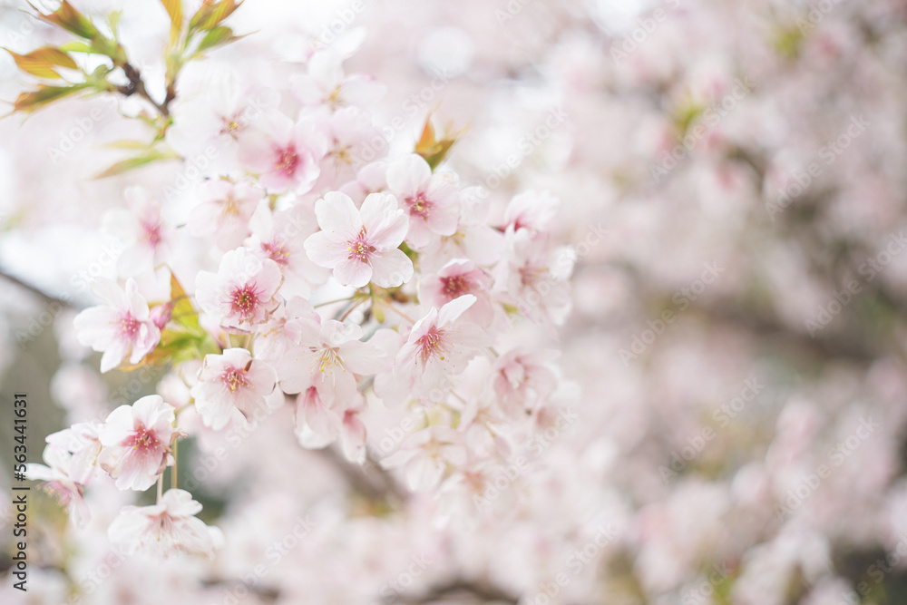 満開の桜の花 ヤマザクラ