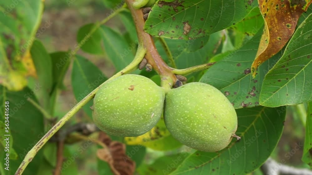 Two large green walnuts sway in the wind along with a branch of a tree with green leaves. Close-up shooting Two large green walnuts sway in the wind along with a branch of a tree with green leaves. Close-up shooting