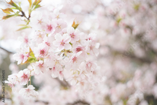 満開の桜の花 ヤマザクラ