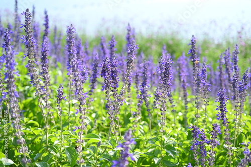 beautiful lavender purple field  natural background