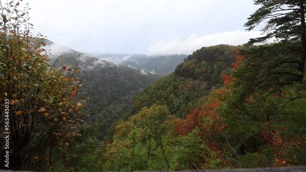 Morning in Forest at Autumn Morning in Forest at Autumn