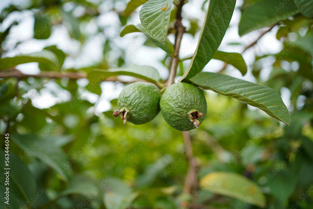 Bangkok apple guava - Psidium guajava also known as bangkok apple has green fruit with red or white flesh and has a sweet-sour taste. Bangkok apple guava - Psidium guajava also known as bangkok apple has green fruit with red or white flesh and has a sweet-sour taste.