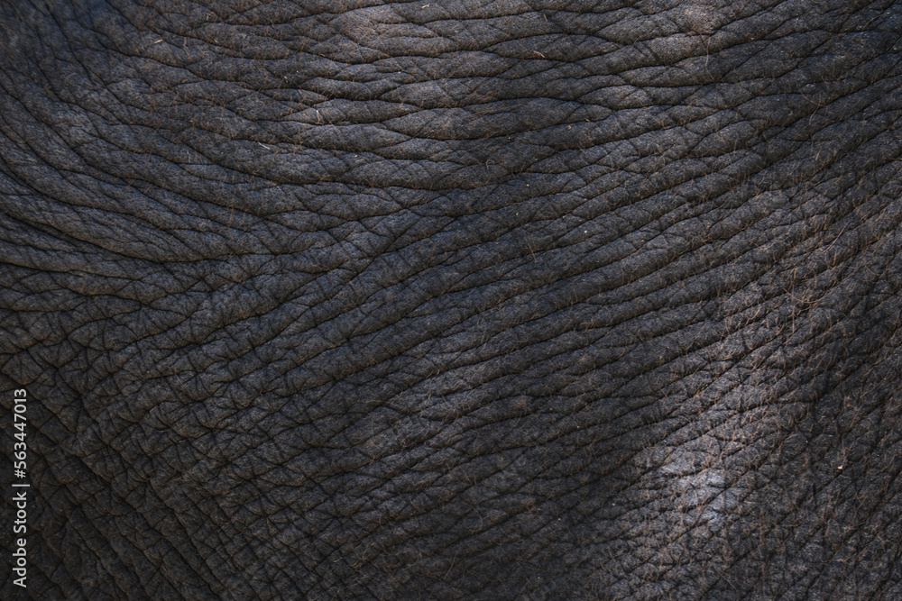 Close-up background pattern of Asian elephant skin Close-up background pattern of Asian elephant skin