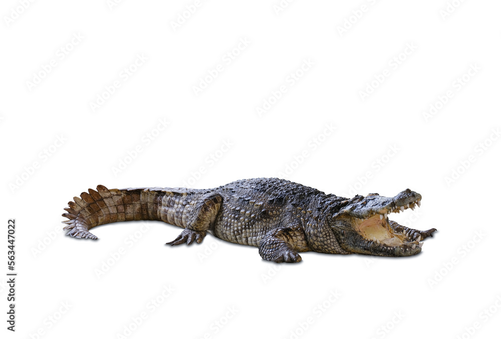 Naklejka premium The crocodile's head and body have strong front legs. . On a white background.with