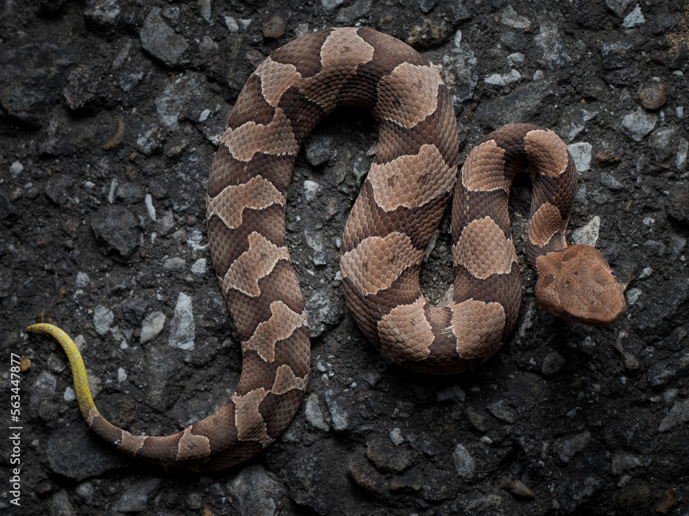baby copperhead snake (Agkistrodon contortrix) Stock Photo Adobe Stock