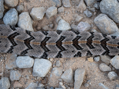 baby Timber rattlesnake (Crotalus horridus)