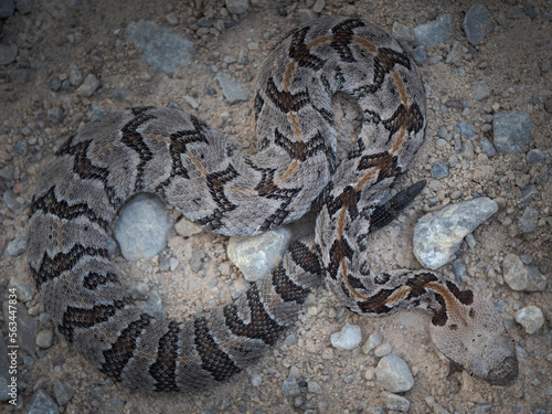 baby Timber rattlesnake (Crotalus horridus)