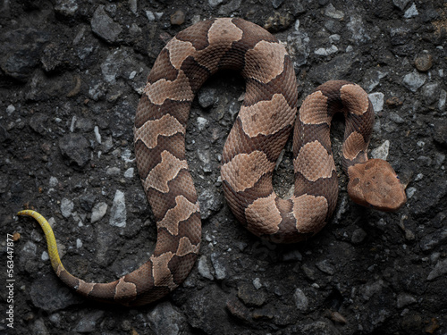 baby copperhead snake (Agkistrodon contortrix) photo