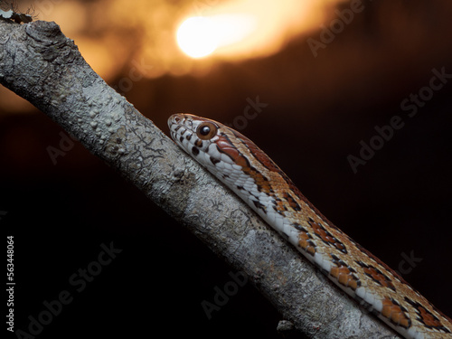 Corn snake (Pantherophis guttatus)