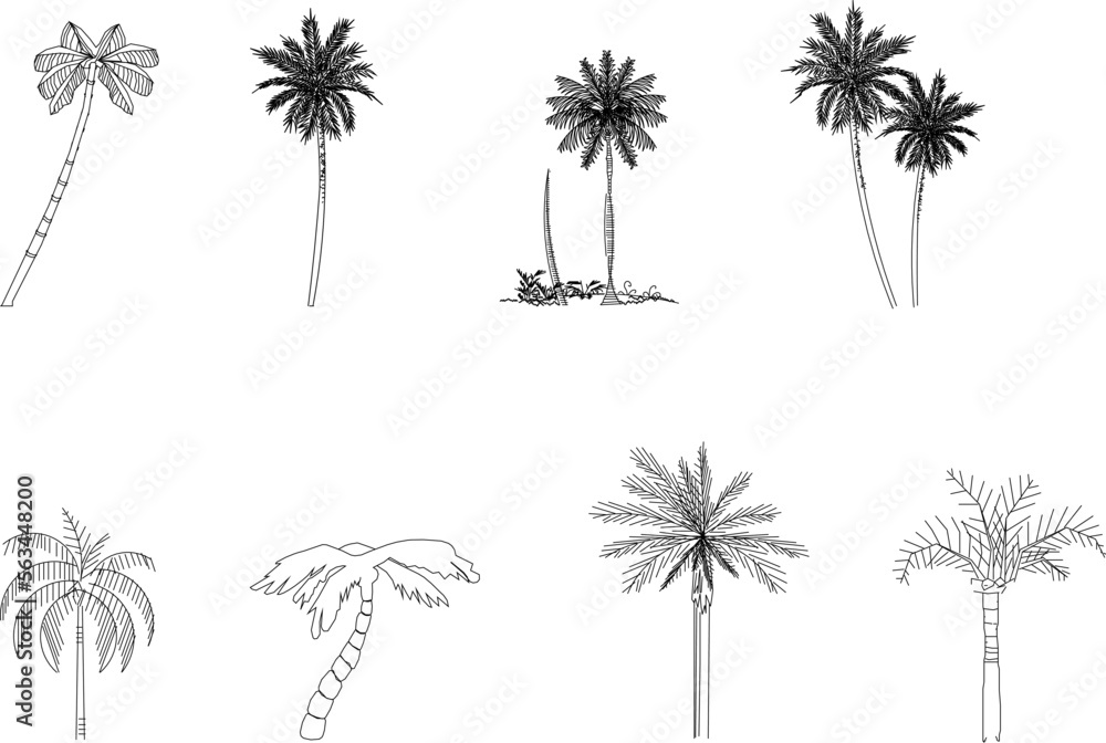 sketch vector illustration of palm and coconut plants front view in black and white