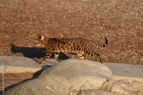 cat leopard 