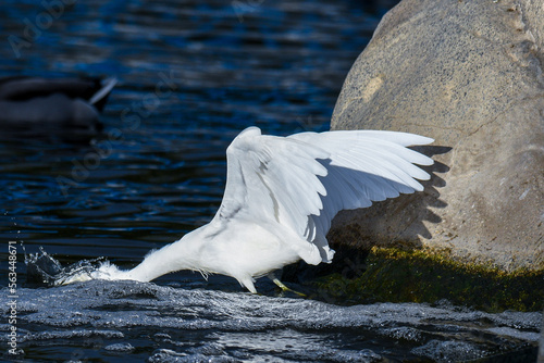 White egret feeding 